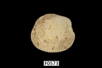 藏品(網目簾蛤)的圖片